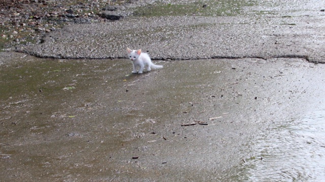 雨后街头一只悲伤的流浪猫视频素材