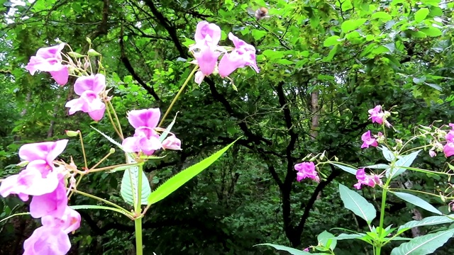 喜马拉雅凤仙花(凤仙花)上的大黄蜂。视频素材