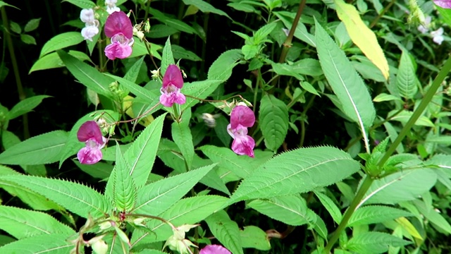 喜马拉雅凤仙花(凤仙花)上的大黄蜂。视频素材