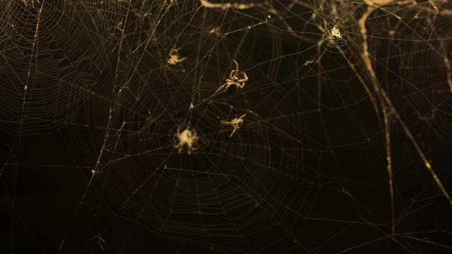 圆网蜘蛛视频素材
