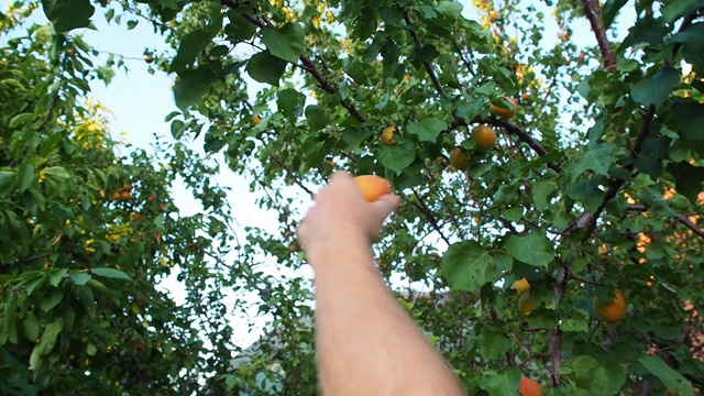 一个人从树枝上摘下成熟的大杏子。手的特写。一个长满绿叶和水果的果园。收获时间。天然自制的乡村糖果和维生素。视频素材