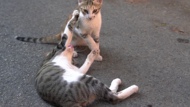 街上的流浪猫视频素材