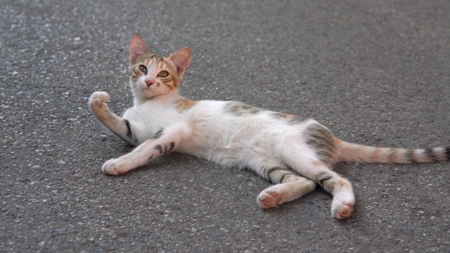 街上的流浪猫视频素材