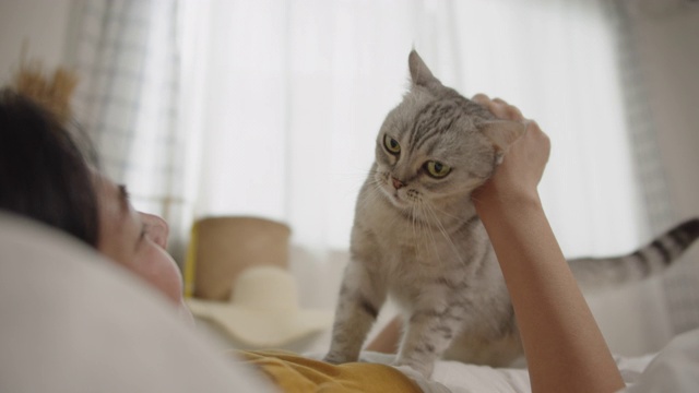 靠近一只虎斑猫，当它的主人在床上睡觉时，它正在给主人按摩。视频素材