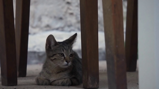 野猫在热天休息视频素材