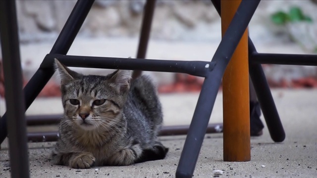 野猫在热天休息视频素材