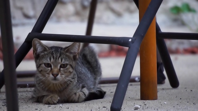 野猫在热天休息视频素材