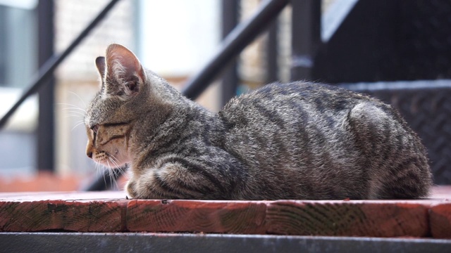 野猫在热天休息视频素材