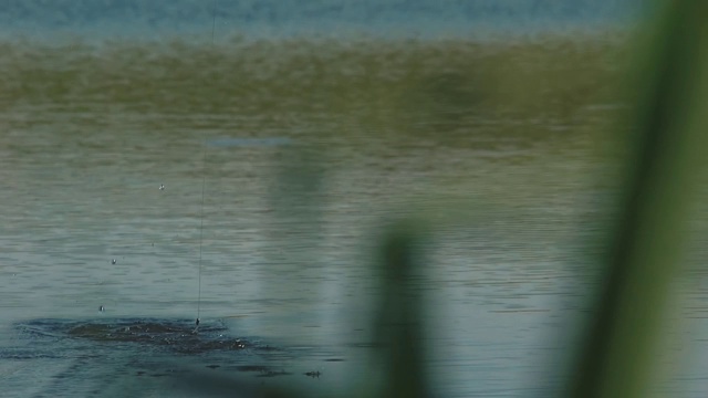 漂浮在湖面上，然后出现与捕获的鱼视频素材