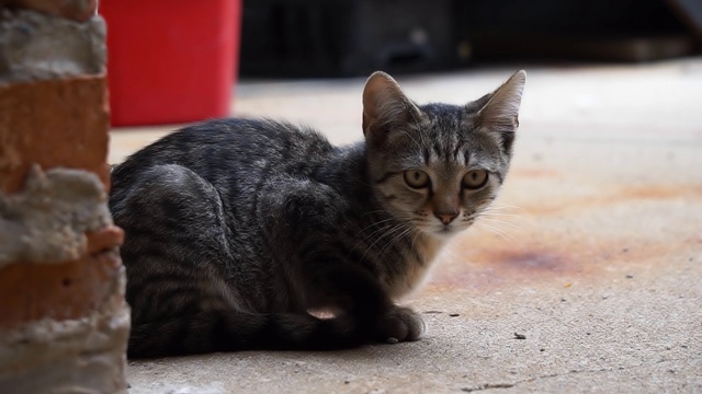 野猫在热天休息视频素材