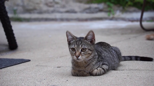 野猫在热天休息视频素材