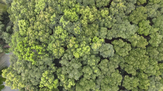 森林鸟瞰图与河流旁边的旅游环境自然概念视频素材