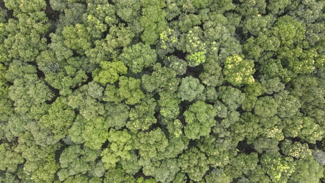 鸟瞰图无人机移动接近森林树顶环境自然概念视频素材