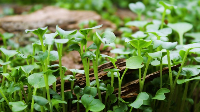 植物在春季生长时，在温室、森林中发芽视频素材