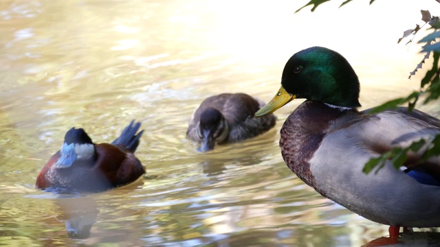 色彩斑斓的野鸭在自然栖息地嬉戏。水流多色鸟在野外的自然。Waterbird在荒野。绿色的叶子靠近池塘或湖。彩虹色的羽毛，翡翠色的头部视频素材