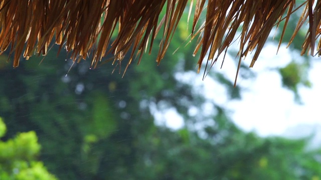 雨水从芦苇屋顶落下。热带雨。雨点挂在长满草的屋顶上。背景是一片雨林视频素材