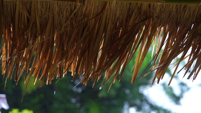 雨水从芦苇屋顶落下。热带雨。雨点挂在长满草的屋顶上。背景是一片雨林视频素材