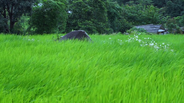 绿油油的秧田质地随风吹来视频素材