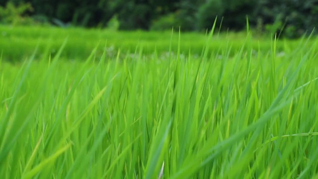 绿油油的秧田质地随风吹来视频素材