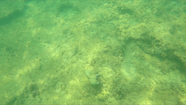 特写野生章鱼在水下游泳视频素材