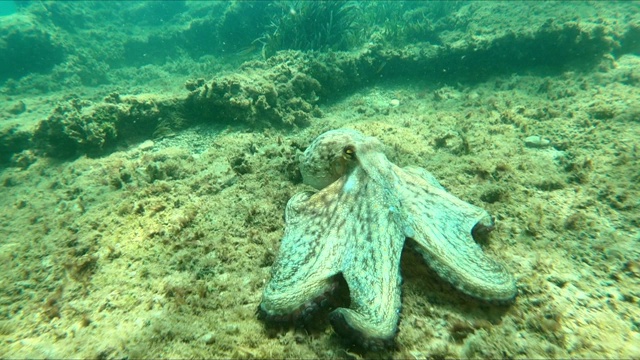 特写野生章鱼在水下游泳视频素材