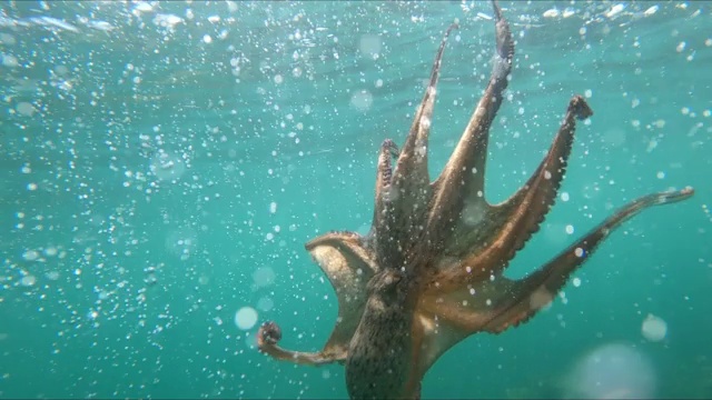 特写野生章鱼在水下游泳视频素材