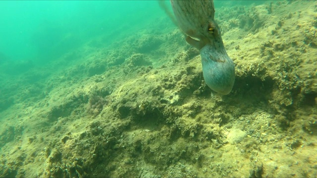 特写野生章鱼在水下游泳视频素材