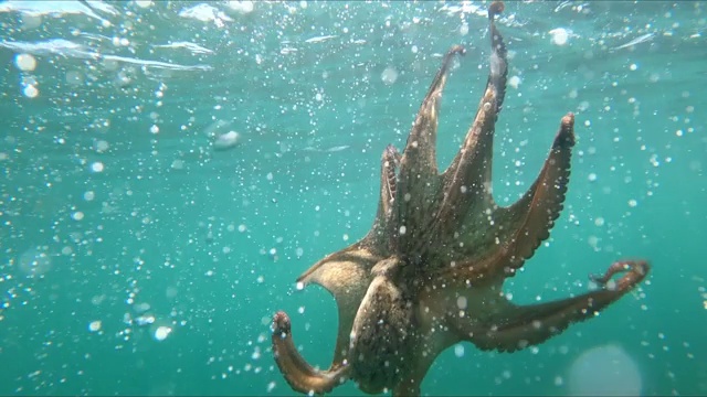 特写野生章鱼在水下游泳视频素材