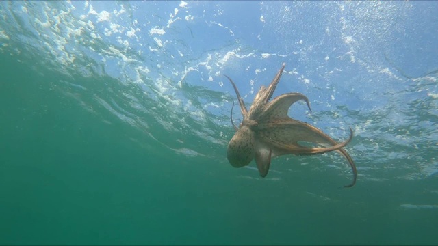 特写野生章鱼在水下游泳视频素材