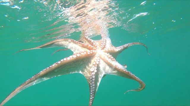 特写野生章鱼在水下游泳视频素材