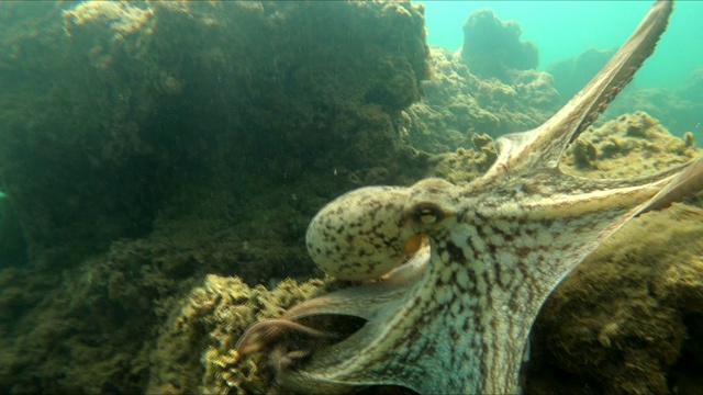 特写野生章鱼在水下游泳视频素材