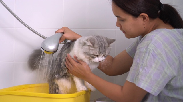 女孩在黄色的浴盆里给她的宠物猫洗澡视频素材