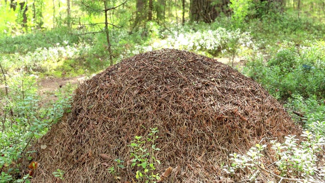 一个夏天森林里的蚁丘视频素材