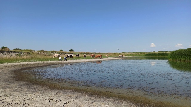 奶牛在湖附近的牧场上。美丽的夏天的风景视频素材