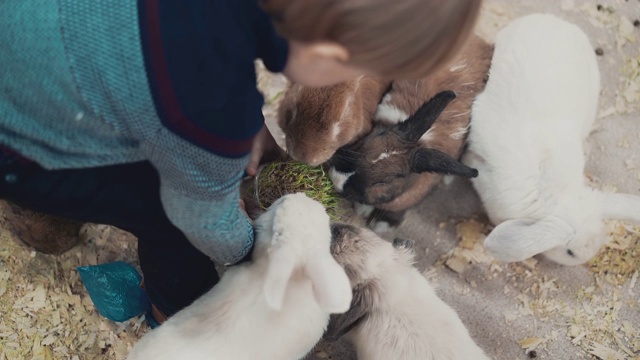 小孩用草喂兔子，特写视频素材