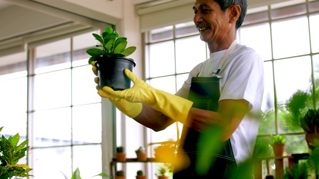 快乐的高级园丁男人照顾他的植物在温室。视频素材