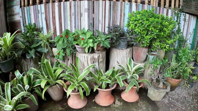 室内观赏植物花园视频素材