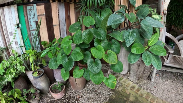 室内观赏植物花园视频素材