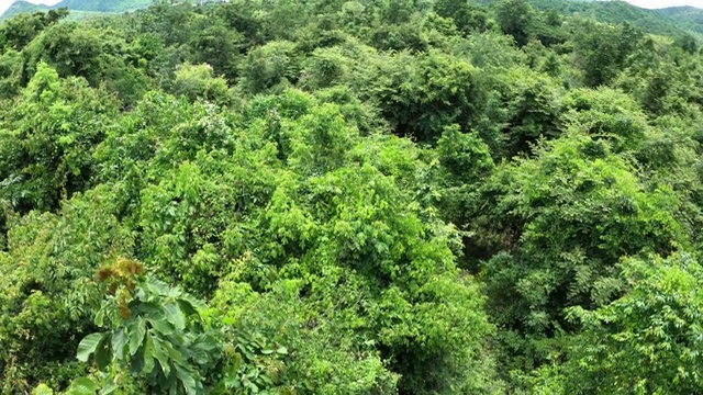 高角度观赏森林和高山视频素材