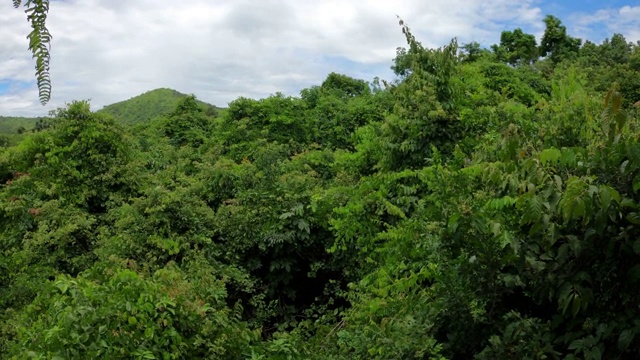 高角度观赏森林和高山视频素材