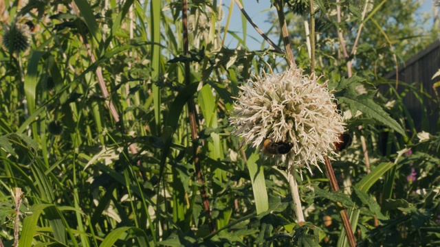 大黄蜂飞到公园的一朵花。昆虫在自然界中。视频素材