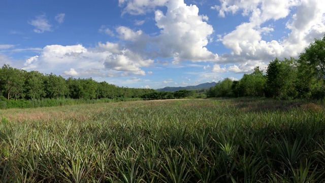 菠萝种植园的田野上布满了山视频素材