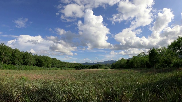 菠萝种植园的田野上布满了山视频素材