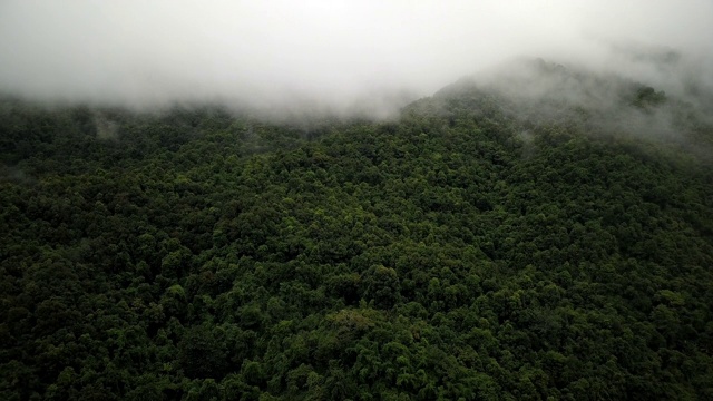 鸟瞰郁郁葱葱的绿色雨林山视频素材