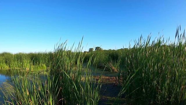 湖上有芦苇。视频素材