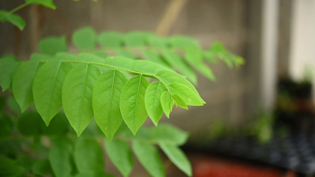 淡绿色的叶子慢动作在雨季的慢动作视频素材