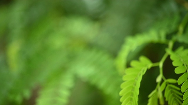 淡绿色的叶子慢动作在雨季的慢动作视频素材