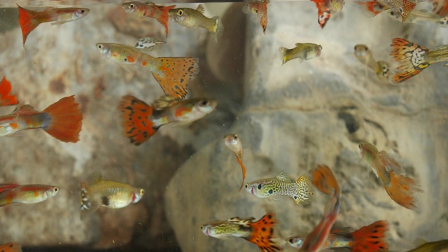 水族馆里有数百万条鱼。视频素材