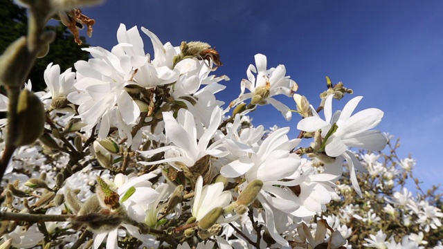 英国湖区安布尔赛德的一棵木兰树上的白花。视频素材