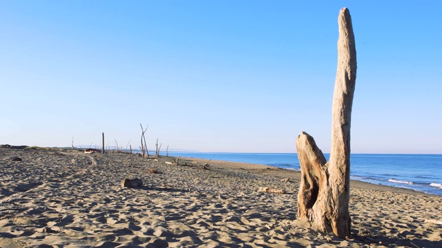 意大利海滩沙滩上的一根木杆。空旷的海滩，晨光中碧波荡漾。没有人。意大利的维亚雷吉奥的。沙滩上的浮木。视频素材